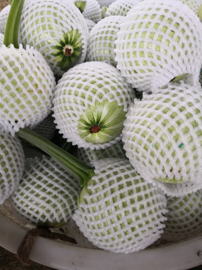 小南瓜种子多早六号早熟白花皮产量高抗病果靓质优