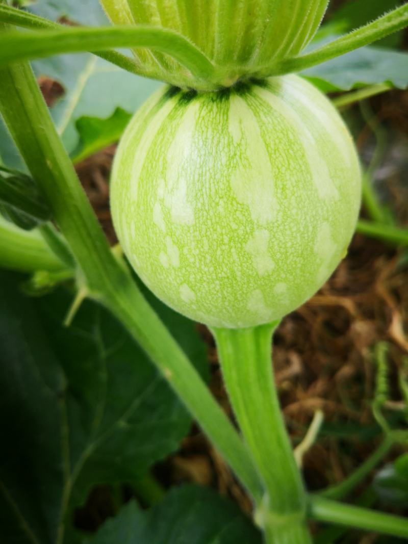 小南瓜种子多早六号早熟白花皮产量高抗病果靓质优