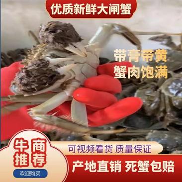 湖北汉川汈汊湖大闸蟹规格齐全自产自销死蟹包赔