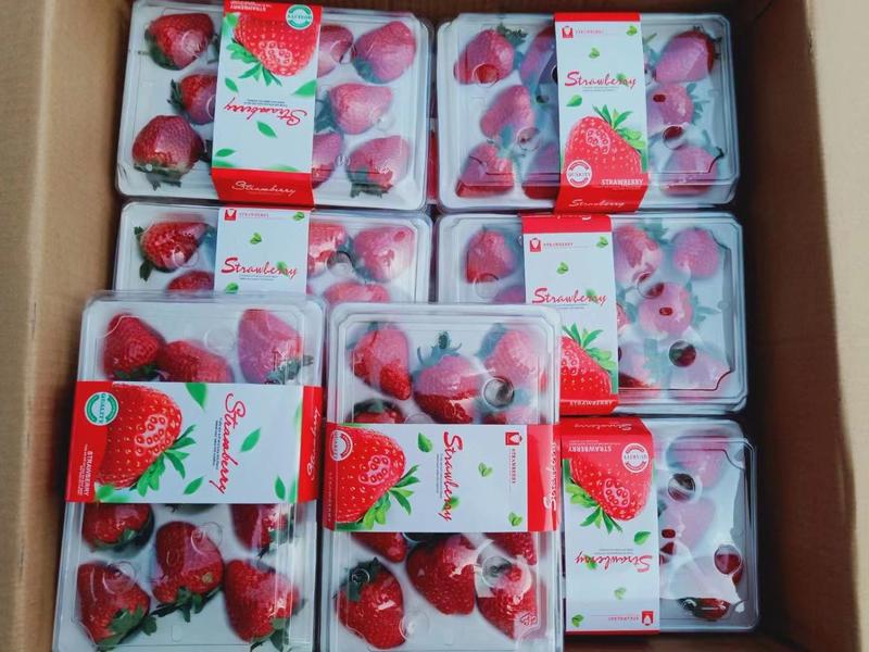 云南高原冬季草莓*(99红颜)可供应各种市场需求！