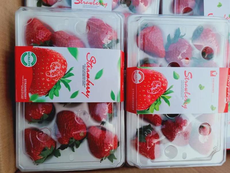 云南高原冬季草莓*(99红颜)可供应各种市场需求！