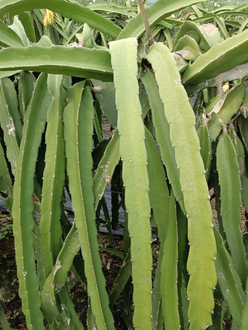 红心火龙果苗，粗大无病斑，无溃疡靓苗，量大从优