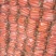 胡萝卜