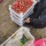 奶油草莓