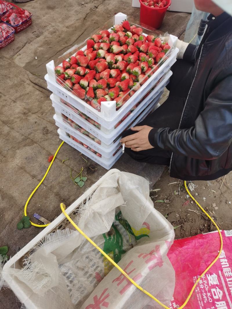奶油草莓