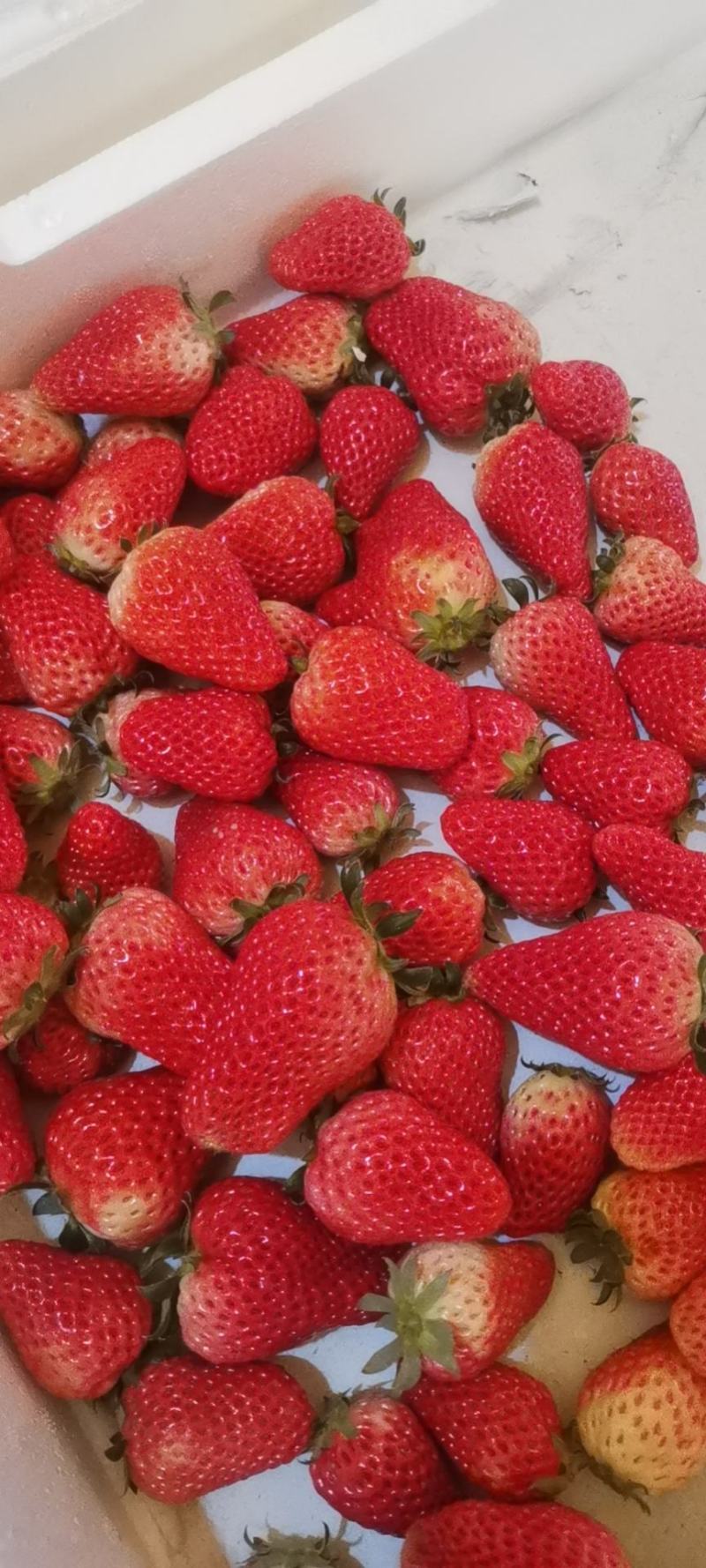 奶油草莓