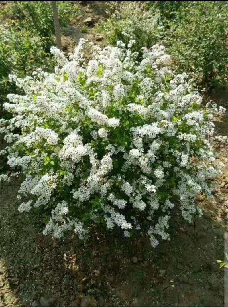 批发雪柳喷雪花珍珠绣线菊干枝花鲜切枝条水瓶插花