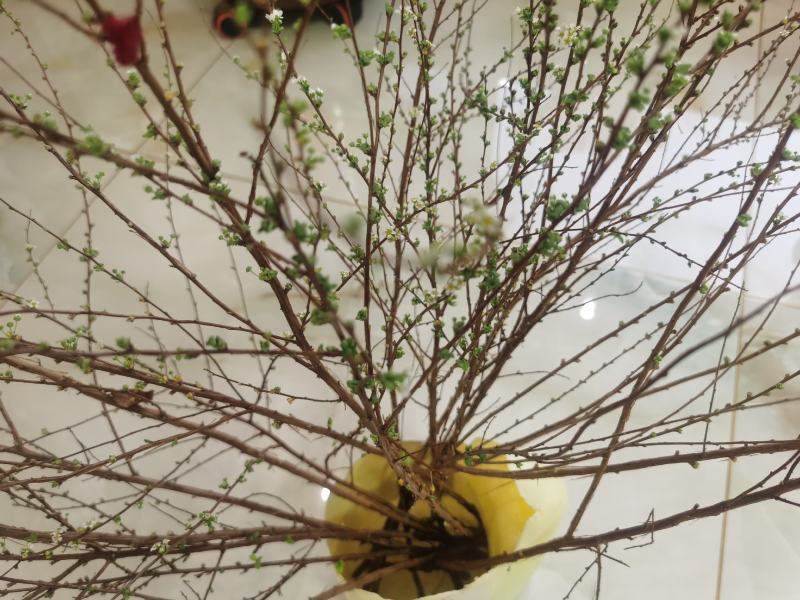 批发雪柳喷雪花珍珠绣线菊干枝花鲜切枝条水瓶插花