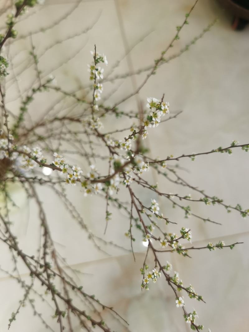 批发雪柳喷雪花珍珠绣线菊干枝花鲜切枝条水瓶插花