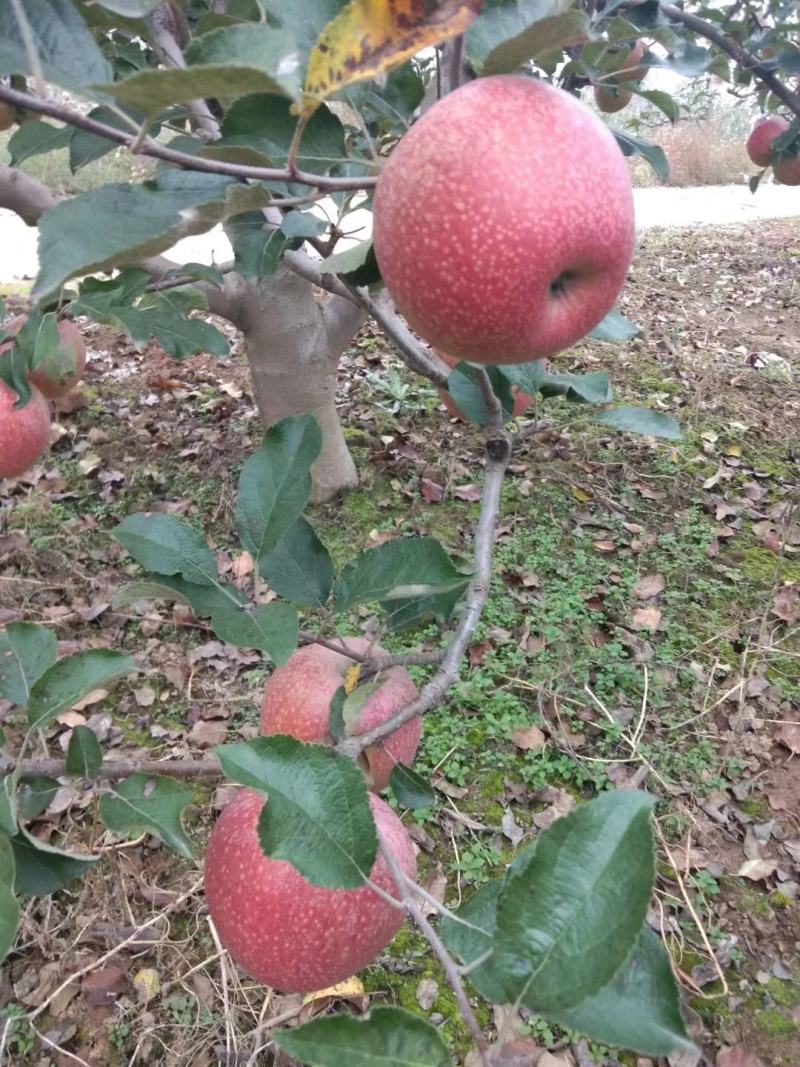 陕西礼泉高山秦冠苹果，个头大，颜色好，口感香甜