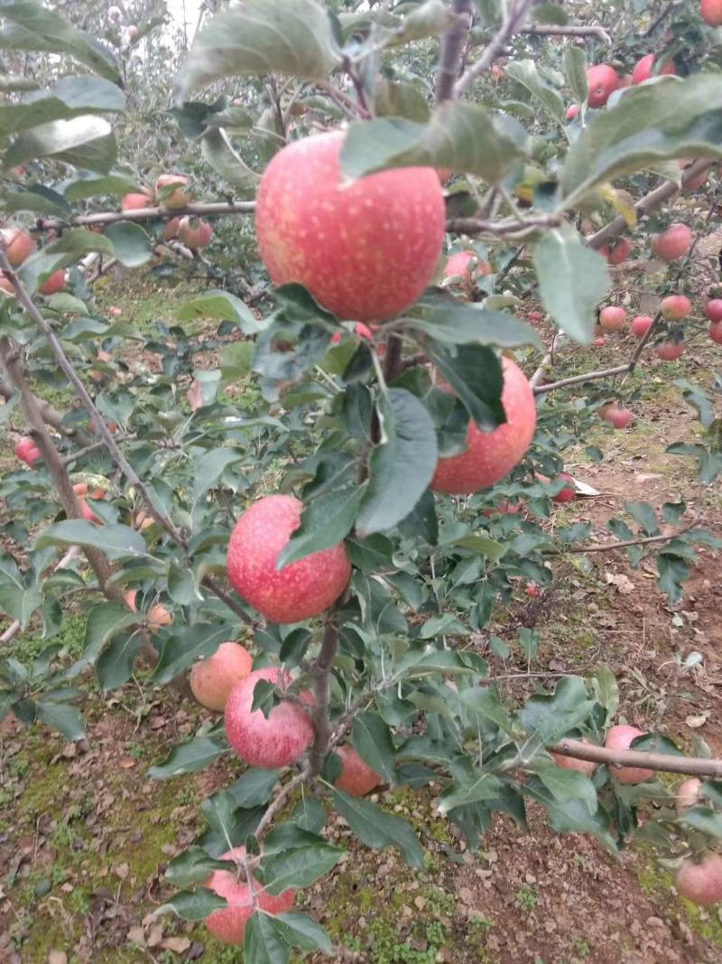 陕西礼泉高山秦冠苹果，个头大，颜色好，口感香甜