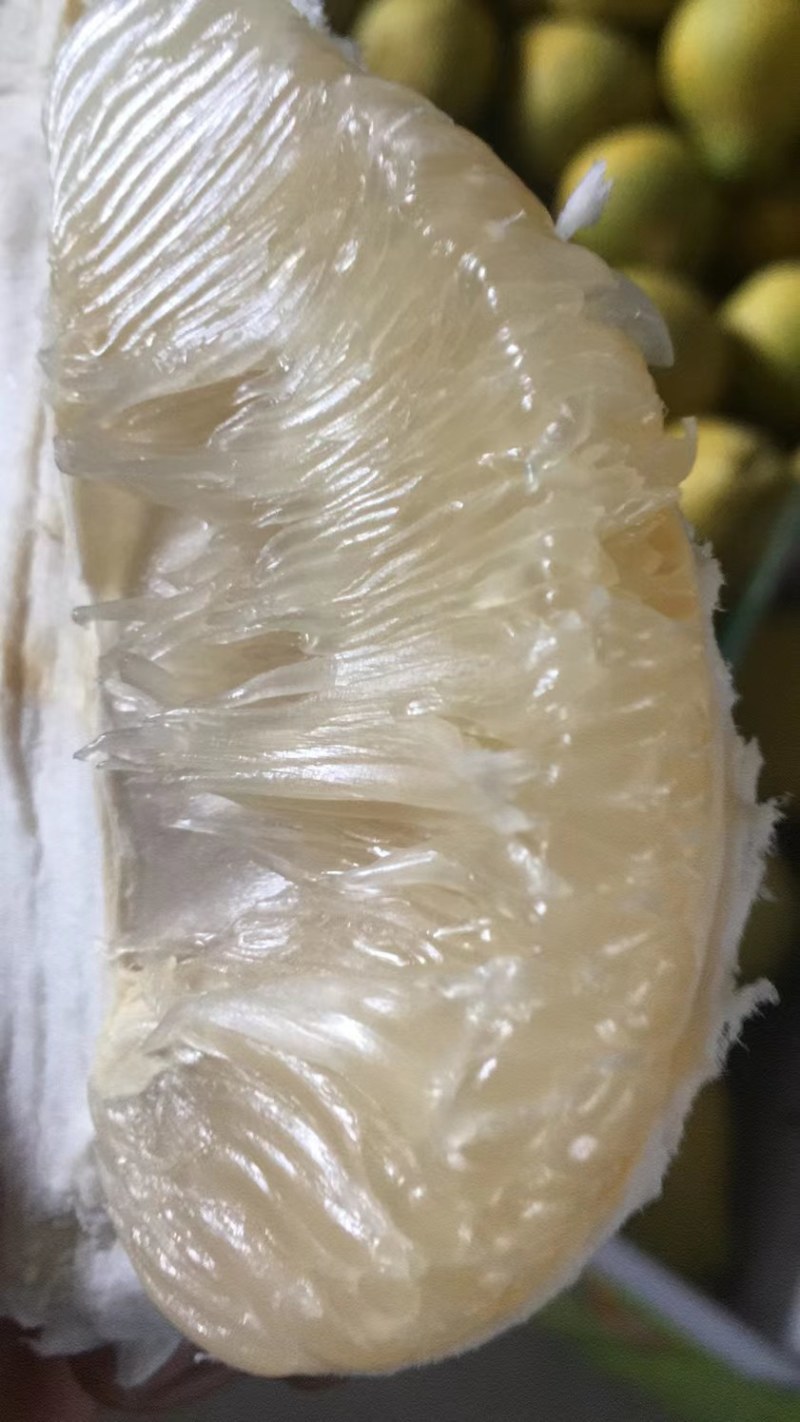 江永老树香柚口感纯甜，水份足，皮细