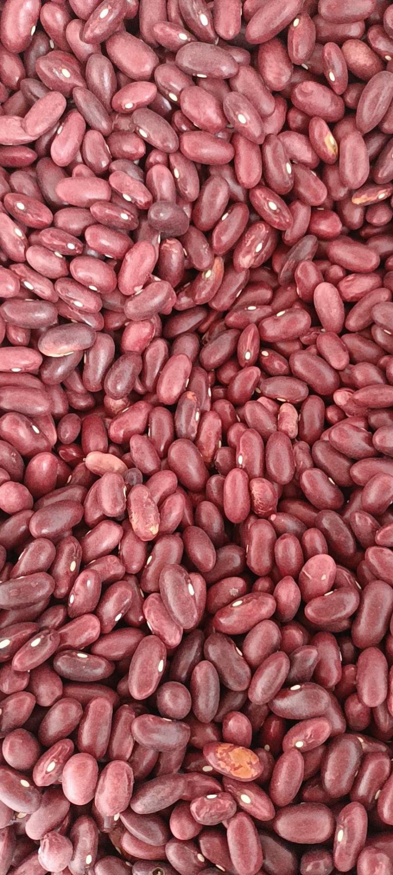 红腰豆，质量保证，品质好，大量供应