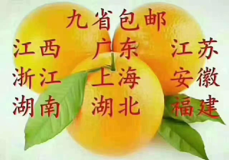 正宗赣南脐橙