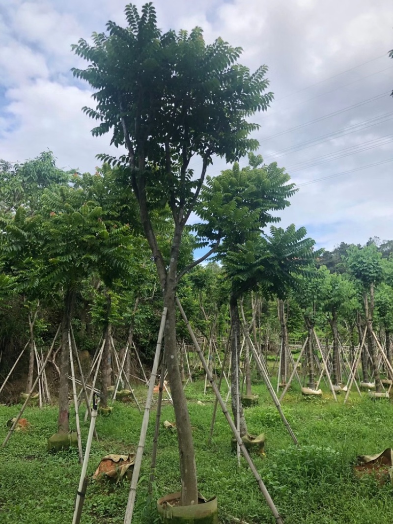麻楝，骨架麻楝供应12-18公分麻楝树