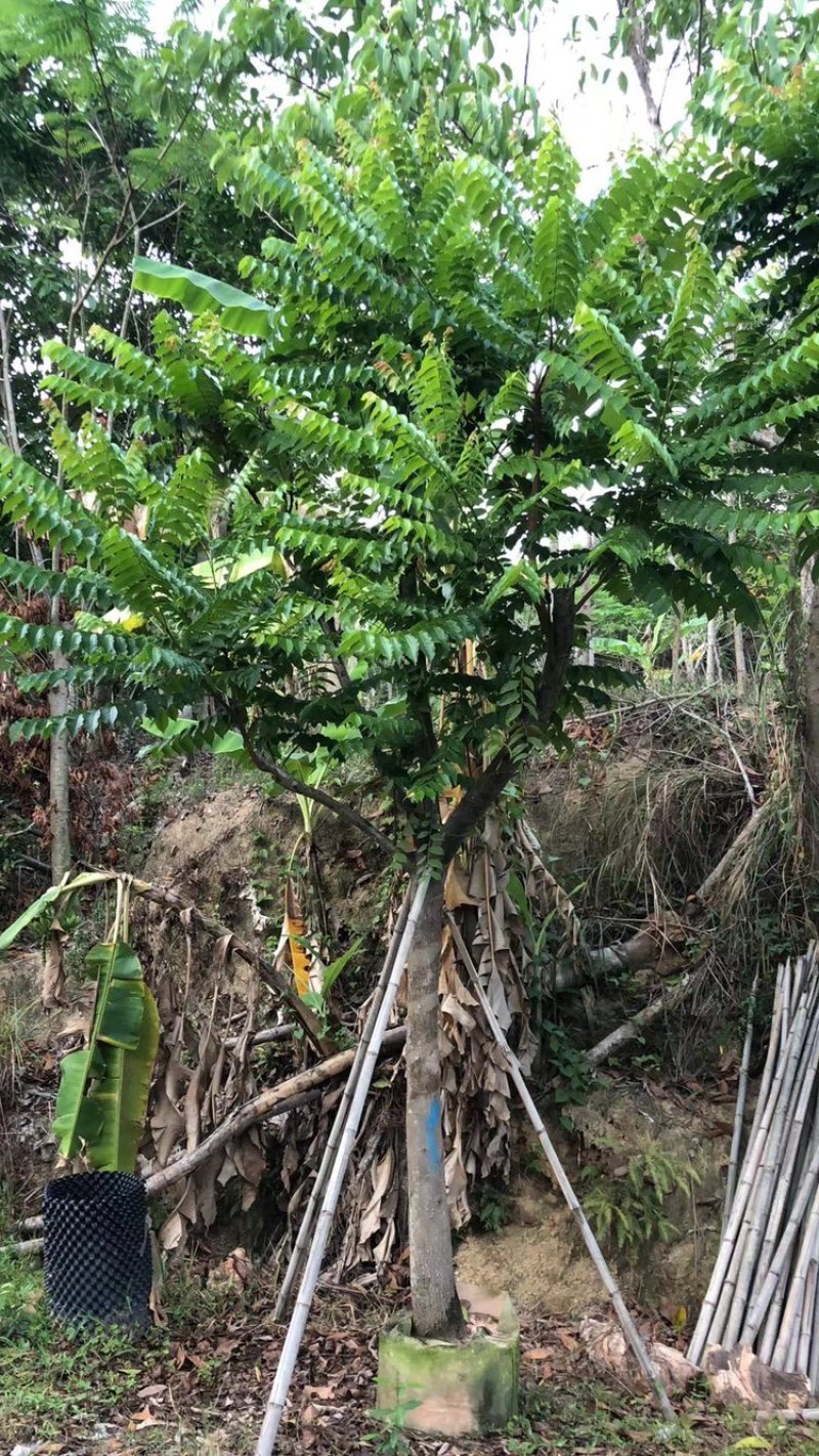 麻楝，骨架麻楝供应12-18公分麻楝树