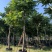 麻楝，骨架麻楝供应12-18公分麻楝树