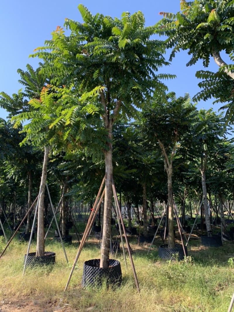 麻楝，骨架麻楝供应12-18公分麻楝树
