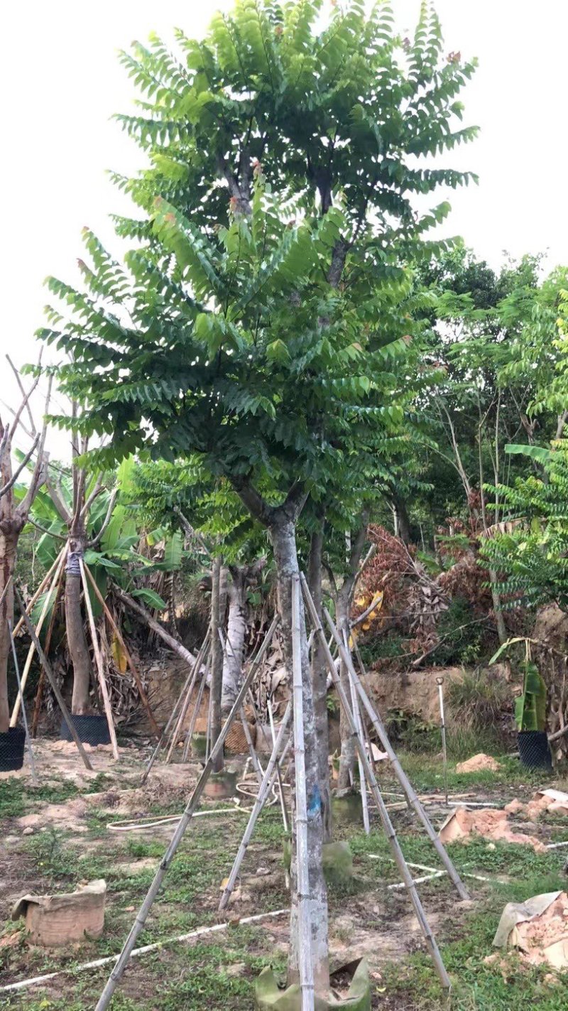 麻楝，骨架麻楝供应12-18公分麻楝树