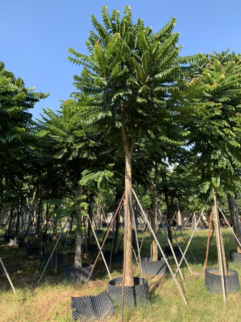 麻楝，骨架麻楝供应12-18公分麻楝树
