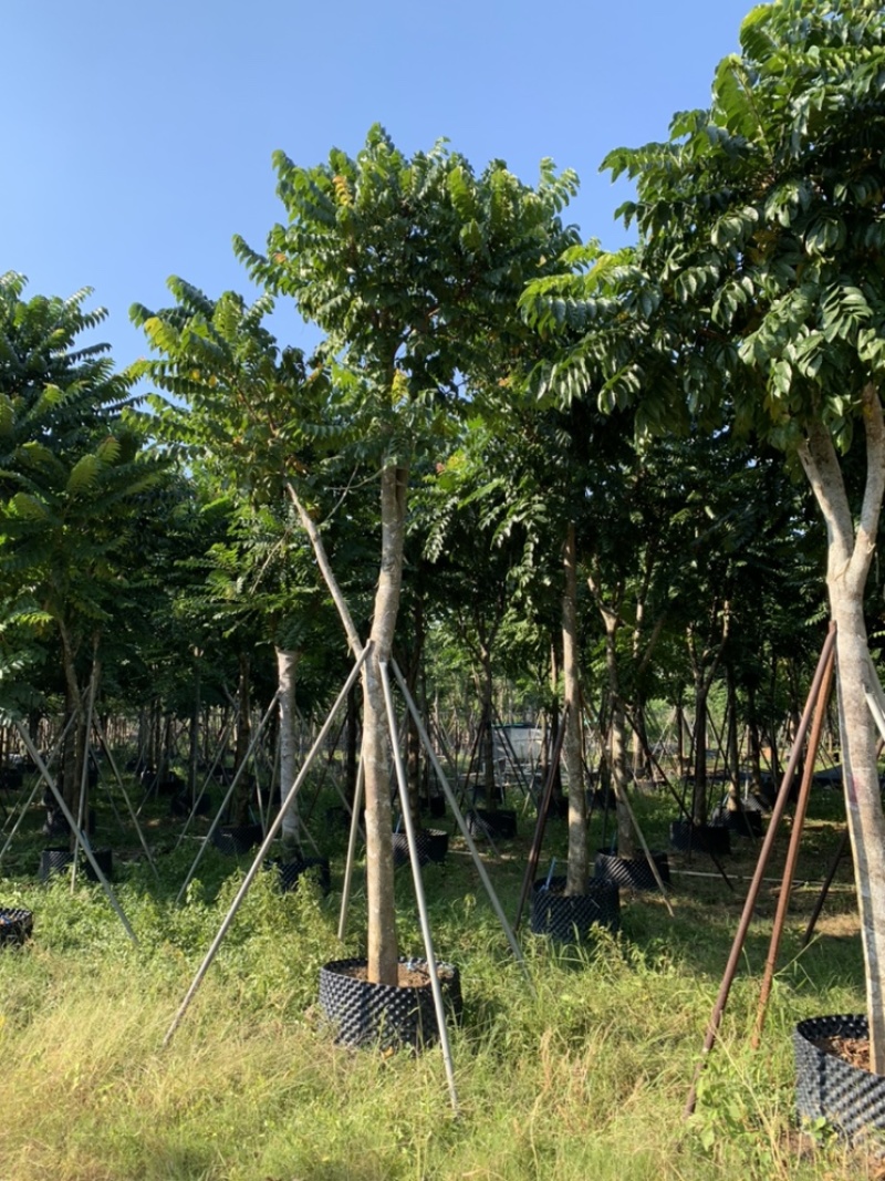 麻楝，骨架麻楝供应12-18公分麻楝树