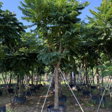 麻楝，骨架麻楝供应12-18公分麻楝树