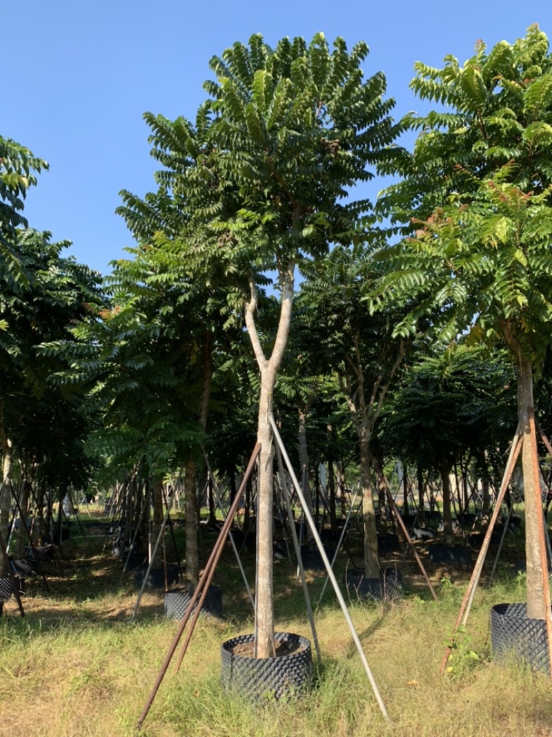 麻楝，骨架麻楝供应12-18公分麻楝树