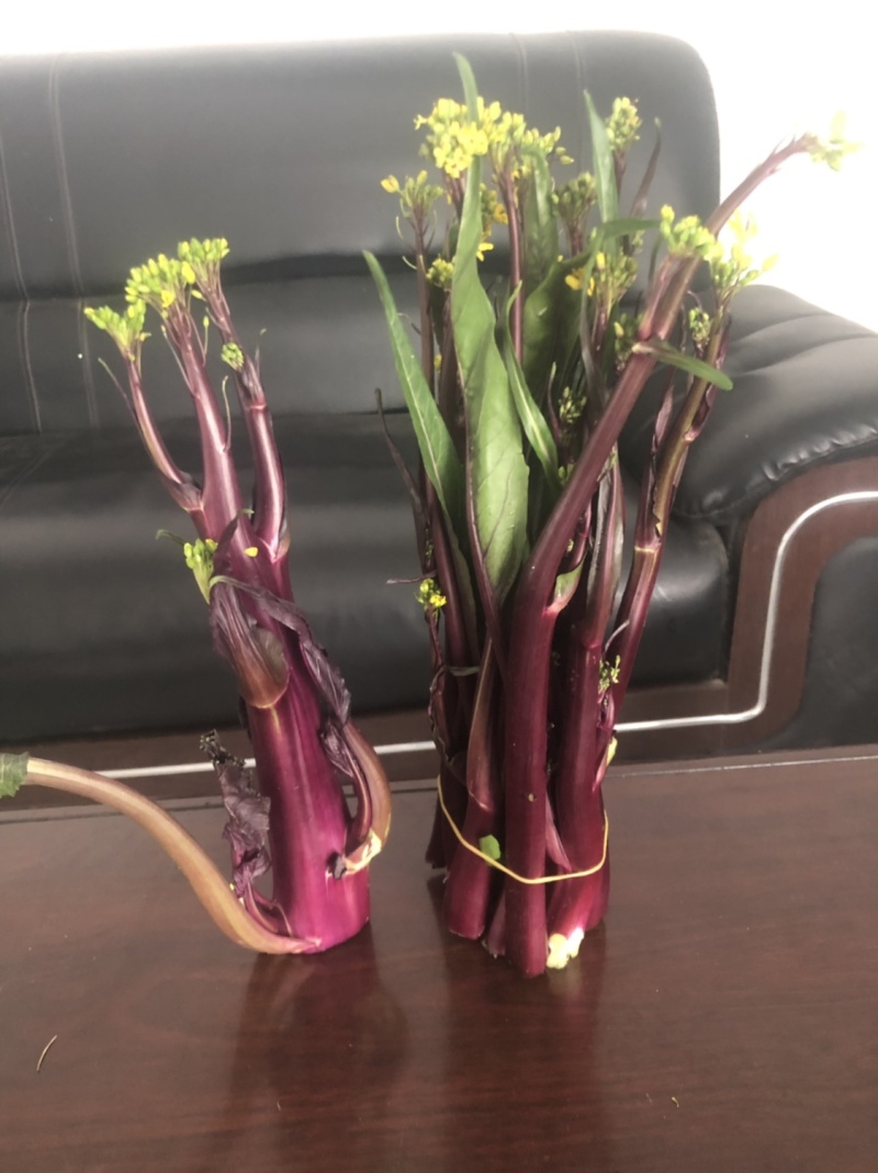 红菜苔20~30厘米