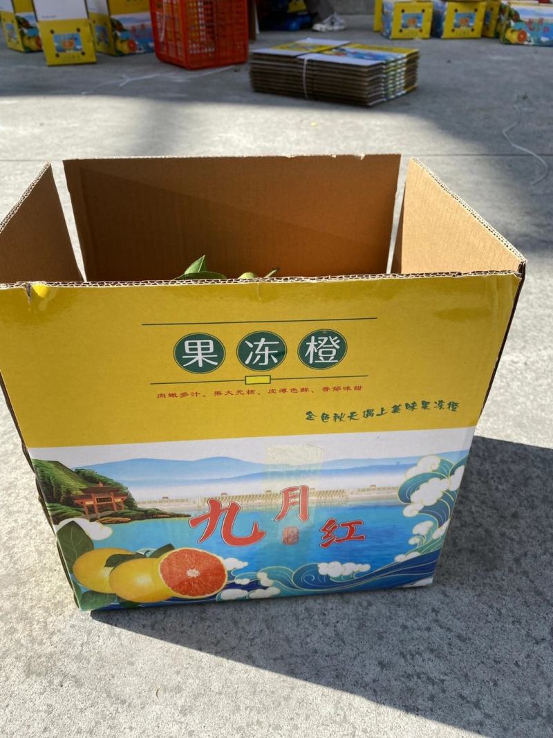 九月红果冻橙：甜蜜多汁/无核无渣/挂树鲜果果园直供