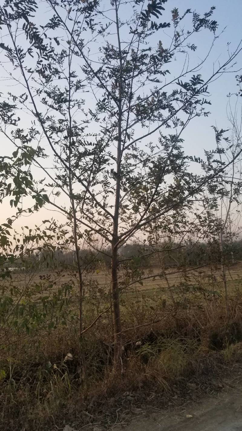 枫杨树12公分。看苗挖苗，打号挖苗。基地直销