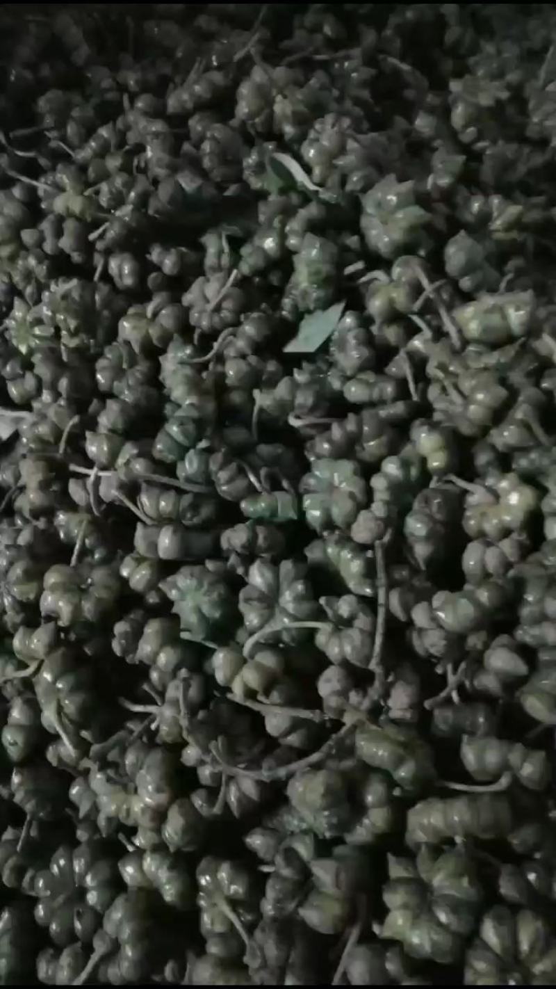 水口网红大果八角种子，可以种的鲜活种子，可做苗莆，观赏