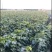 阳光玫瑰葡萄苗种植基地根系发达贝达夏黑适合南北方种植