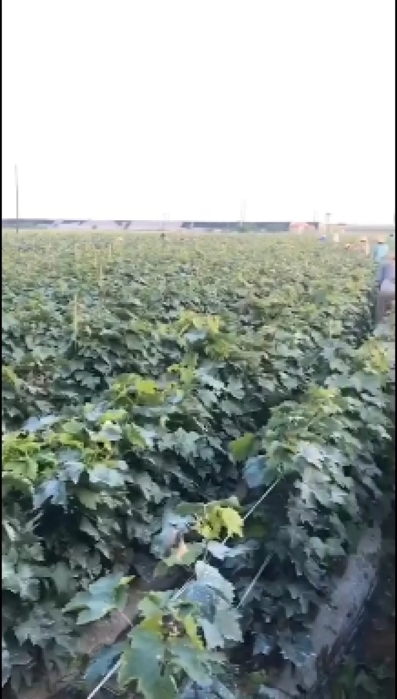 阳光玫瑰葡萄苗种植基地根系发达贝达夏黑适合南北方种植