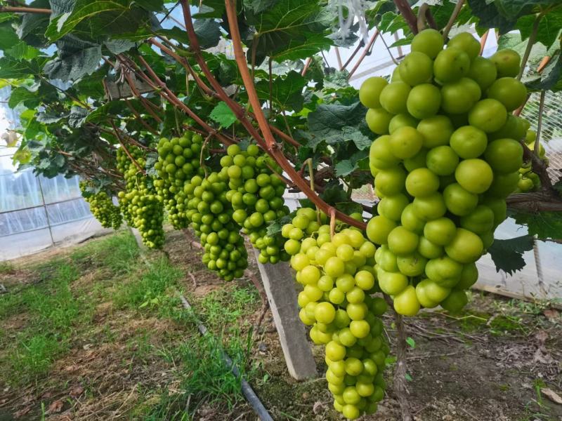 阳光玫瑰葡萄苗种植基地根系发达贝达夏黑适合南北方种植