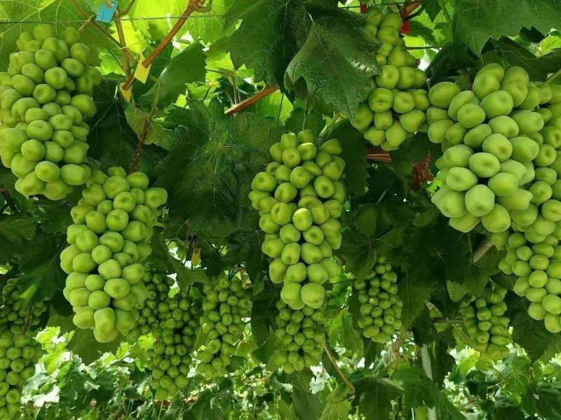 阳光玫瑰葡萄苗种植基地根系发达贝达夏黑适合南北方种植