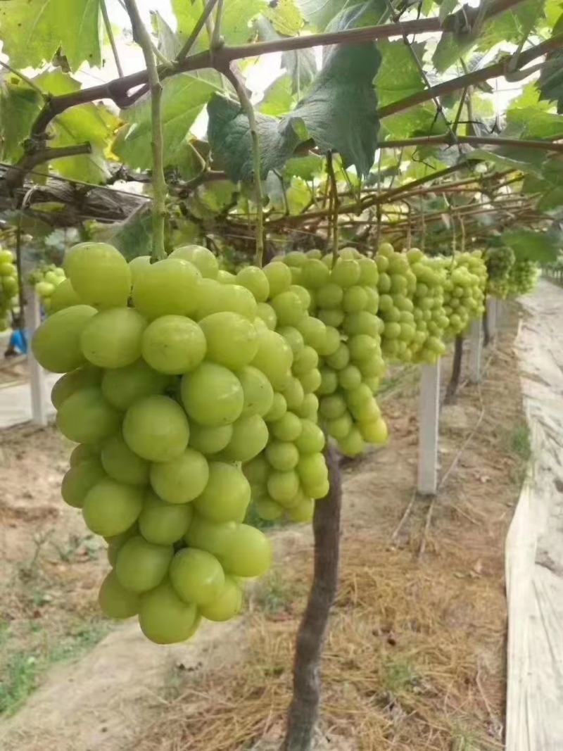 阳光玫瑰葡萄苗种植基地根系发达贝达夏黑适合南北方种植