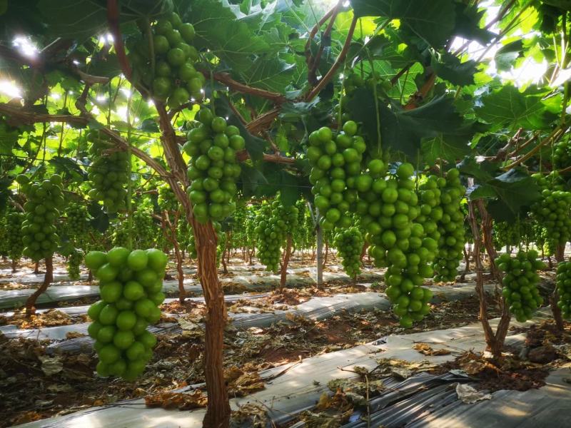 阳光玫瑰葡萄苗种植基地根系发达贝达夏黑适合南北方种植