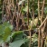 阳光玫瑰葡萄苗种植基地根系发达贝达夏黑适合南北方种植