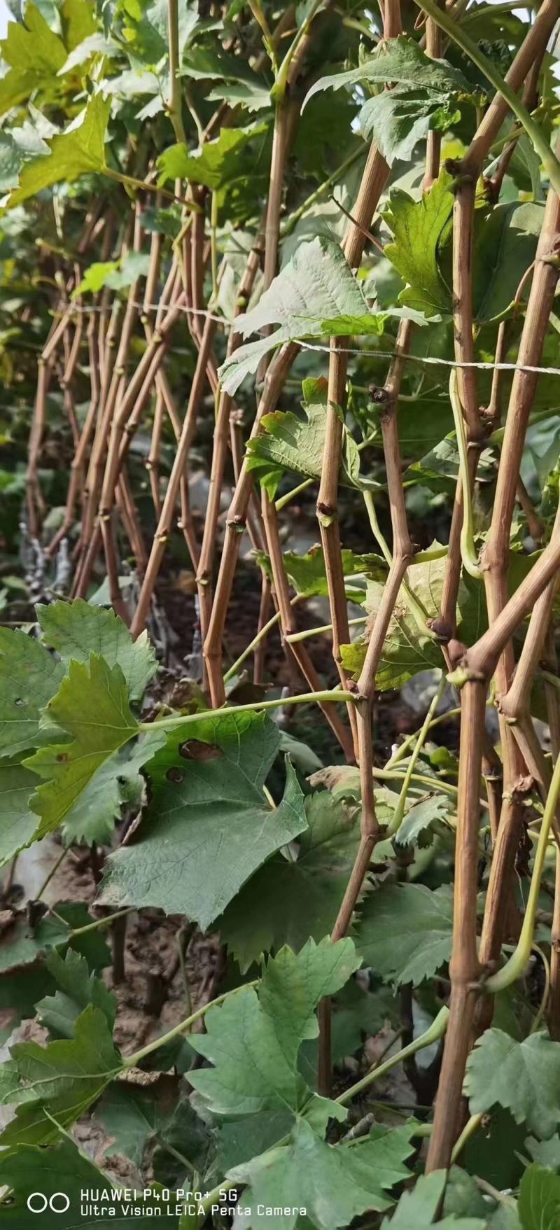 阳光玫瑰葡萄苗种植基地根系发达贝达夏黑适合南北方种植