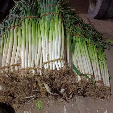 潍坊精品铁杆梧桐大葱质大量上市质量好价格低