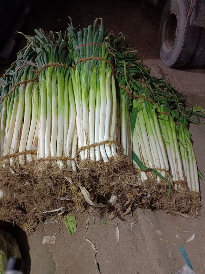 潍坊精品铁杆梧桐大葱质大量上市质量好价格低