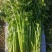 昌邑董家园子芹菜，全国招商