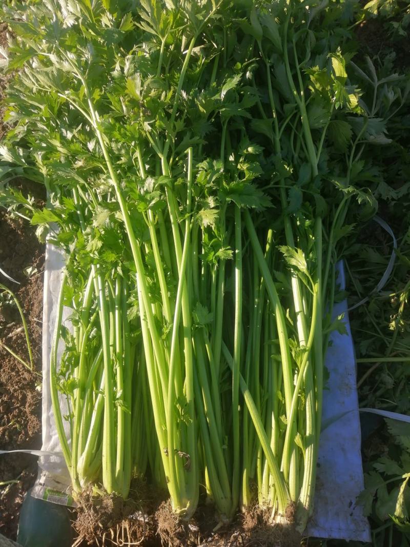 昌邑董家园子芹菜，全国招商