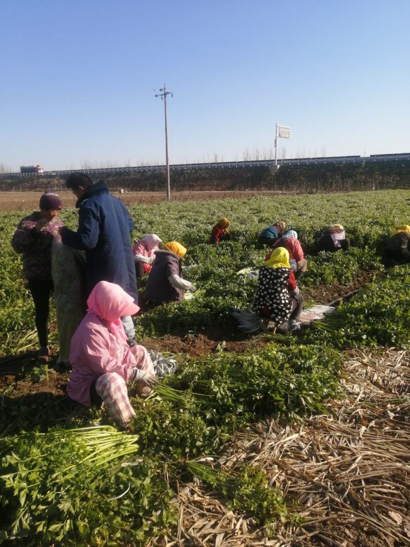 昌邑董家园子芹菜，全国招商
