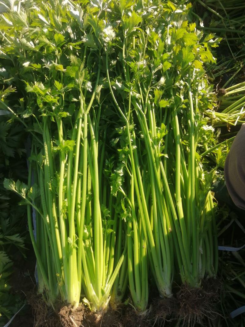 昌邑董家园子芹菜，全国招商