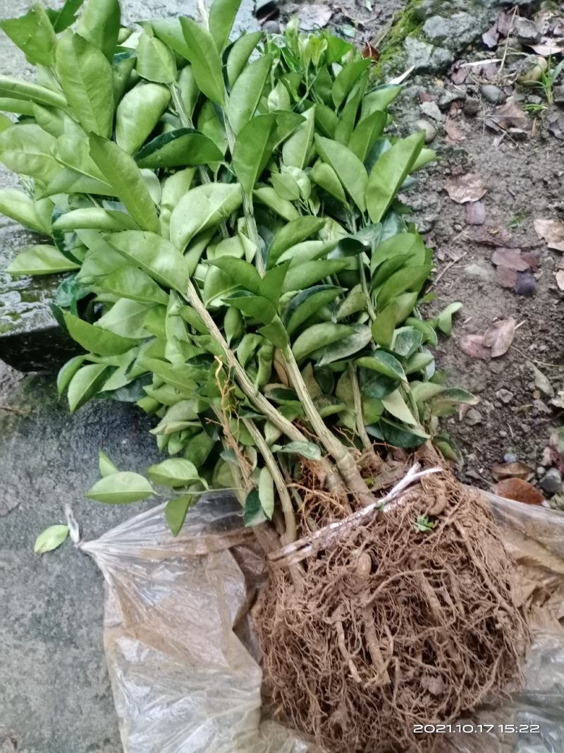 枳壳嫁接苗