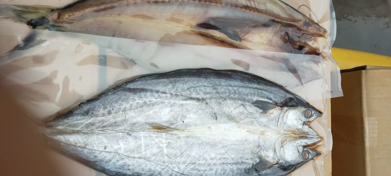 海鲫鱼净重35斤