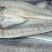 海鲫鱼净重35斤