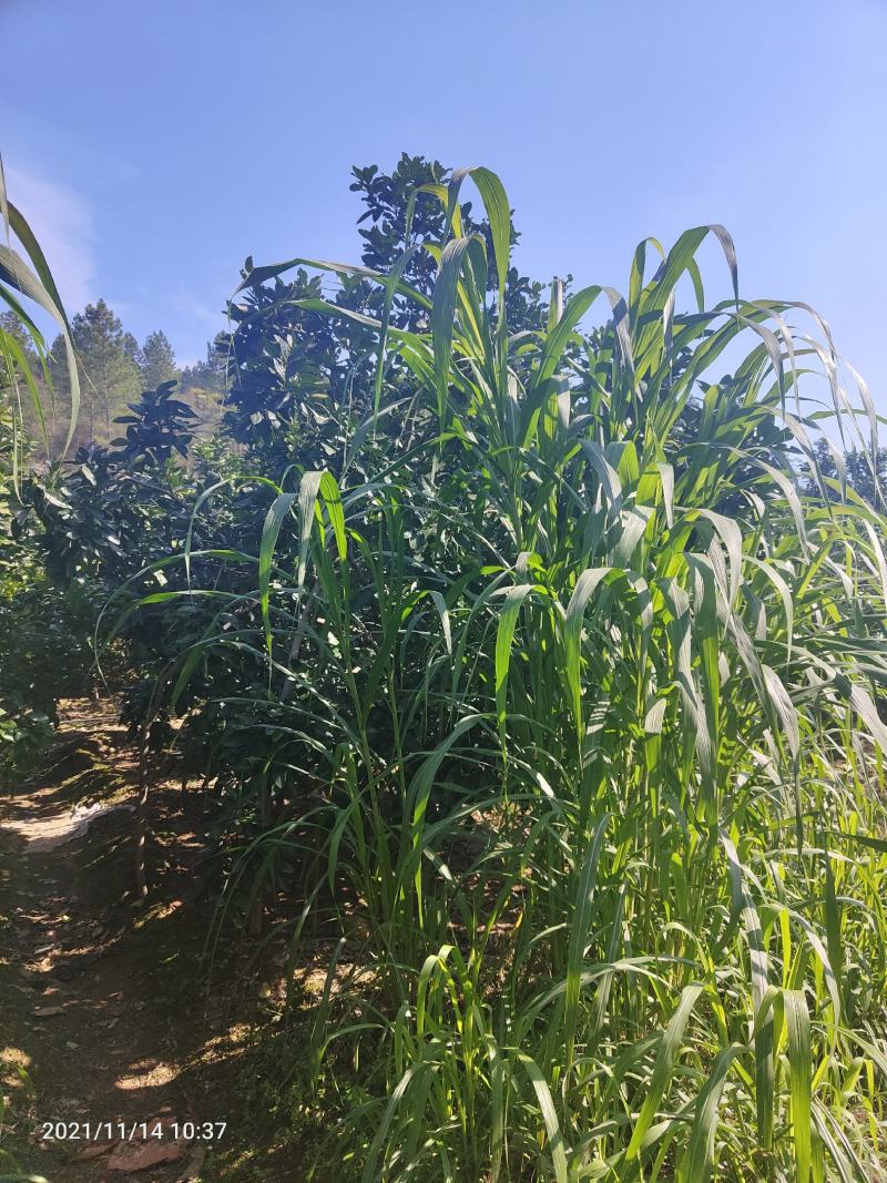 丛生柚子树