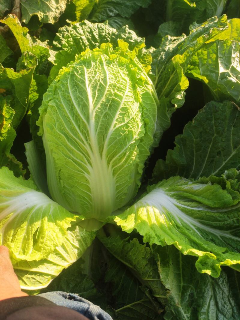 黄心大白菜净菜。